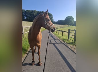 Hispano Arabian, Mare, 8 years, 15,1 hh, Chestnut-Red