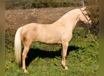Hispano Arabian, Mare, 8 years, 16.1 hh, Palomino