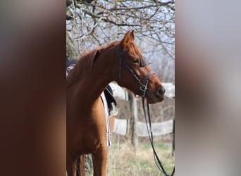 Hispano Arabian, Mare, 9 years, 15,1 hh, Chestnut-Red