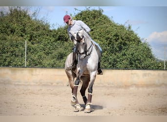 Hispano Arabian, Mare, 9 years, 15.2 hh, Gray