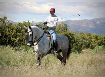 Hispano Arabian, Mare, 9 years, 15.2 hh, Gray