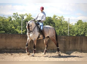 Hispano Arabian, Mare, 9 years, 15.2 hh, Gray