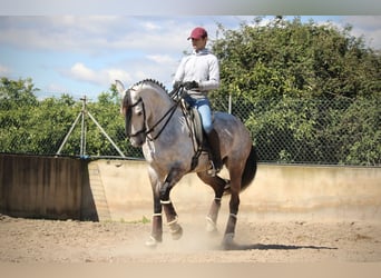 Hispano Arabian, Mare, 9 years, 15.2 hh, Gray