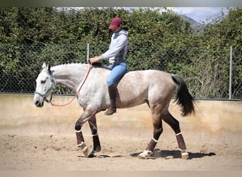 Hispano Arabian, Mare, 9 years, 15.2 hh, Gray