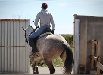 Hispano Arabian, Mare, 9 years, 15.2 hh, Gray
