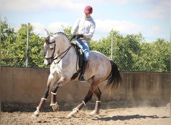 Hispano Arabian, Mare, 9 years, 15.2 hh, Gray