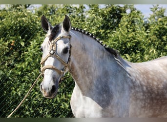 Hispano Arabian, Mare, 9 years, 15.2 hh, Gray