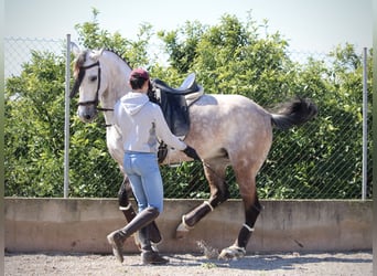 Hispano Arabian, Mare, 9 years, 15.2 hh, Gray