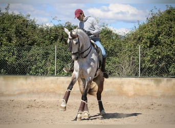 Hispano Arabian, Mare, 9 years, 15.2 hh, Gray