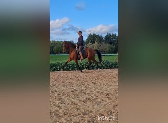 Hispano Arabian, Mare, 9 years, 16 hh, Brown