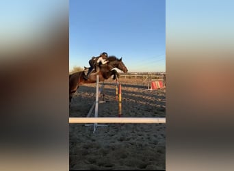 Hispano Arabian, Stallion, 13 years, Chestnut-Red