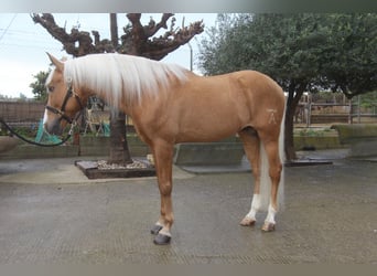 Hispano Arabian, Stallion, 14 years, 15,2 hh
