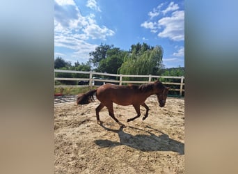 Hispano Arabian, Stallion, 1 year, 15.2 hh, Brown Hispano Arabian, Stallion, 1 year, 15.2 hh, Brown