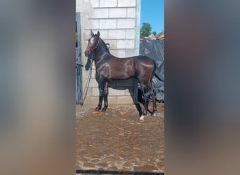 Hispano Arabian, Stallion, 1 year, Gray