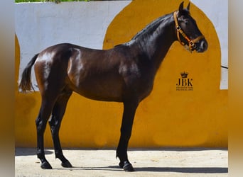 Hispano Arabian Mix, Stallion, 2 years, 15.1 hh, Gray
