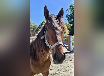 Hispano Arabian, Stallion, 2 years, 15.2 hh, Brown