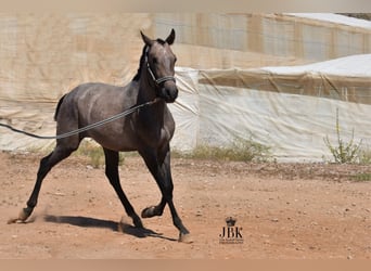Hispano Arabian, Stallion, 2 years, 15.2 hh, Gray
