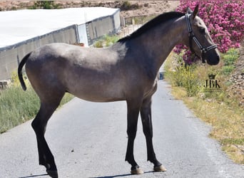 Hispano Arabian, Stallion, 2 years, 15.2 hh, Gray