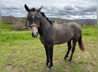 Hispano Arabian, Stallion, 2 years, Gray