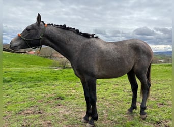 Hispano Arabian, Stallion, 2 years, Gray