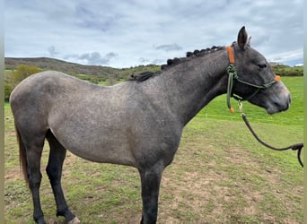 Hispano Arabian, Stallion, 2 years, Gray