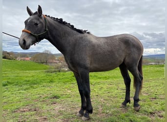 Hispano Arabian, Stallion, 2 years, Gray