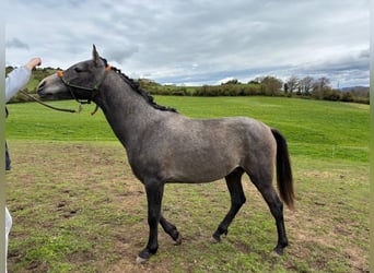 Hispano Arabian, Stallion, 2 years, Gray