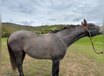 Hispano Arabian, Stallion, 2 years, Gray