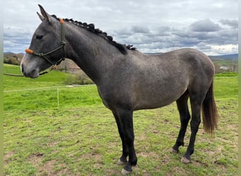 Hispano Arabian, Stallion, 2 years, Gray