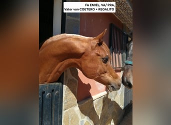 Hispano Arabian, Stallion, 3 years, 14.2 hh