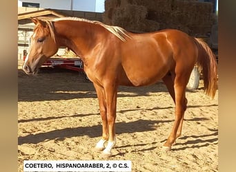 Hispano Arabian, Stallion, 3 years, 14,2 hh