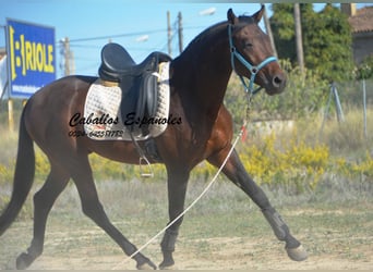 Hispano Arabian, Stallion, 3 years, 15.1 hh, Brown