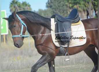 Hispano Arabian, Stallion, 3 years, 15.1 hh, Brown