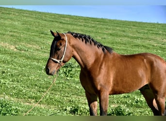 Hispano Arabian, Stallion, 3 years, 15.1 hh, Brown