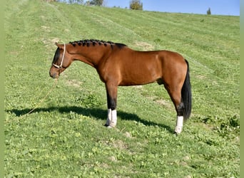 Hispano Arabian, Stallion, 3 years, 15.1 hh, Brown