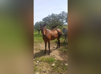 Hispano Arabian, Stallion, 3 years, 15.2 hh, Bay-Dark