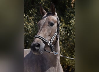 Hispano Arabian, Stallion, 3 years, 15.2 hh, Gray