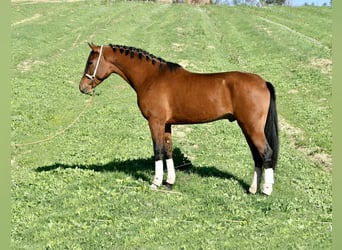 Hispano Arabian, Stallion, 4 years, 15.1 hh, Brown