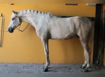 Hispano Araber, Hengst, 4 Jahre, 15,1 hh, Falbe