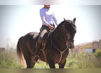 Hispano Arabian, Stallion, 4 years, 15.1 hh, Grey-Blue-Tan