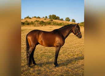 Hispano Arabian, Stallion, 4 years, 15.2 hh, Bay-Dark