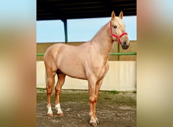 Hispano Arabian, Stallion, 4 years, 17 hh, Palomino