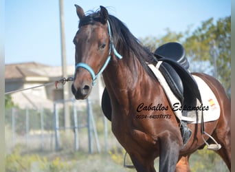 Hispano Arabian, Stallion, 5 years, 15,1 hh, Brown