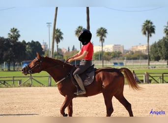 Hispano Arabian Mix, Stallion, 5 years, 15.1 hh, Chestnut-Red