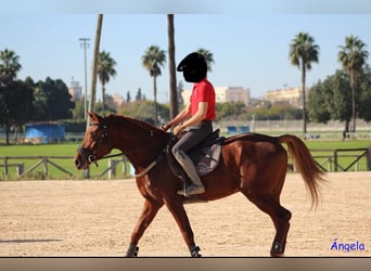 Hispano Arabian Mix, Stallion, 5 years, 15.1 hh, Chestnut-Red