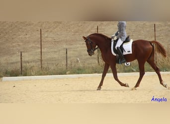 Hispano Arabian, Stallion, 5 years, 15.1 hh, Chestnut-Red