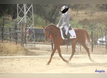 Hispano Arabian, Stallion, 5 years, 15.1 hh, Chestnut-Red