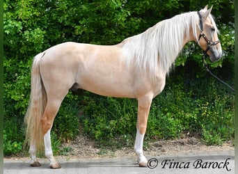 Hispano Arabian, Stallion, 5 years, 15.1 hh, Palomino