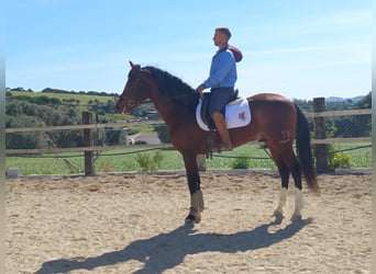 Hispano Arabian, Stallion, 5 years, 16.1 hh, Brown