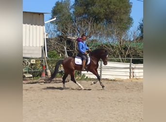 Hispano Arabian, Stallion, 5 years, 16.1 hh, Brown